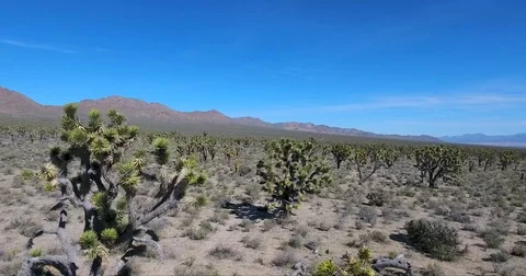 Flying through  Joshua trees, Mojave desert, California Stock Footage 73527241