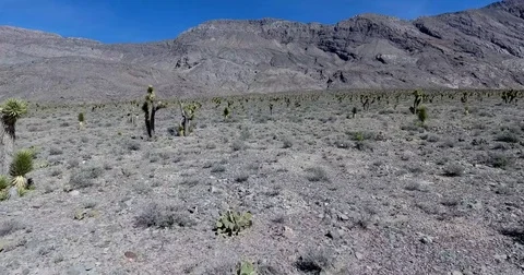 Flying through joshua trees toward mountain in Mojave desert California Stock Footage 72970240