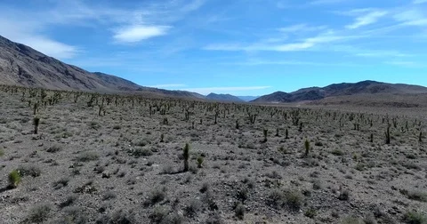 Flying through joshua trees toward mountain in Mojave desert California Stock Footage 72970285