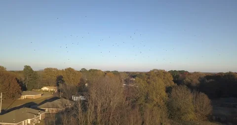 Flying through large flock of circling large birds Stock Footage 109101400