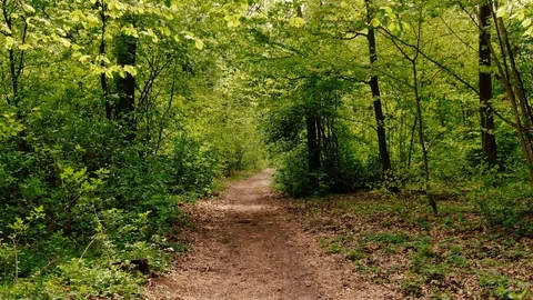 Flying Through Lush Green Forest Stock Footage 129615975