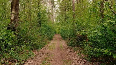Flying Through Lush Green Forest Stock Footage 129616180