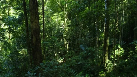 Flying through the middle layer of a tropical forest showing the open spaces Stock Footage 165843520
