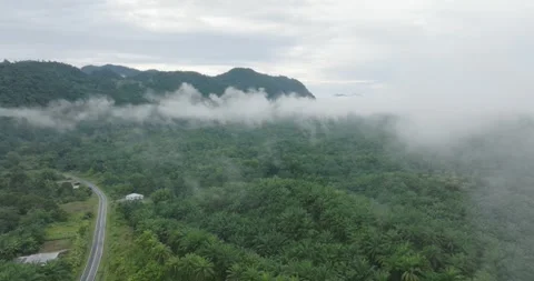 Flying Through Mist and Jungle Canopy in Borneo's Rainforest Stock Footage 288602767