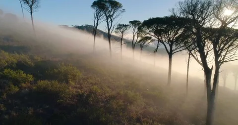 Flying Through Misty Trees in Sunrise Light on Signal Hill Stock Footage 92051111