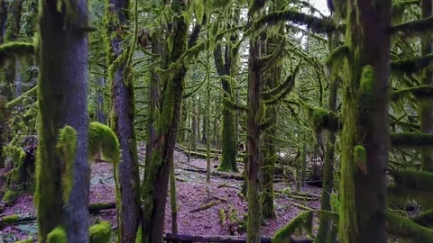 Flying through a mossy forest of trees Stock Footage 72969987