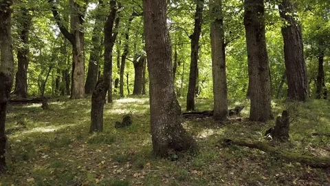 Flying Through Oak Forest In Late Autumn Sun 動画素材 88304251