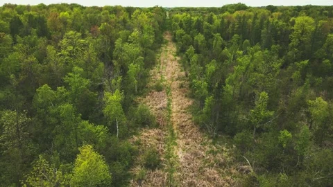 Flying through a open area in the forest during spring Stock Footage 195113175