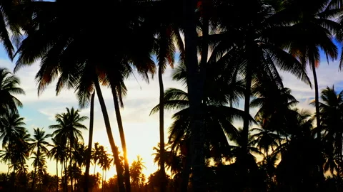 Flying Through a Palm Forest at Sunset at Sunset. Video stock 274834056