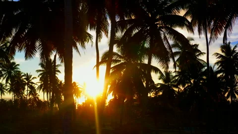 Flying Through a Palm Grove at Sunset in the Dominincan Republic. 스톡 동영상 274833341