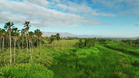 Flying through the palm tree estuary of San Jose del Cabo Stock Footage 236741850