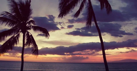 Flying Through Palm Tree Silhouette into Sunset. Stock Footage 56882998