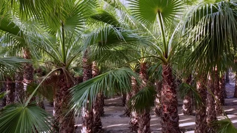 Flying through palm trees branches Video stock 138234513