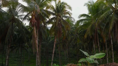Flying through palm trees Stock Footage 108258033