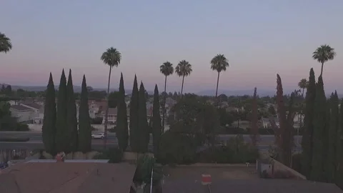Flying Through Palm Trees Stock Footage 168835649