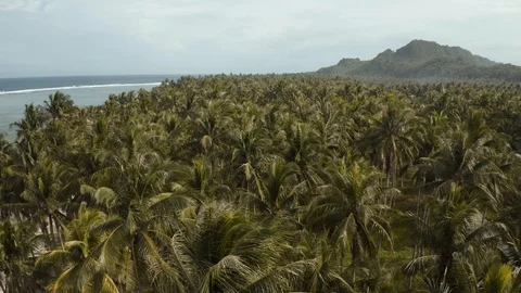 Flying through palm trees next to the beach and ocean Stock Footage 103542103