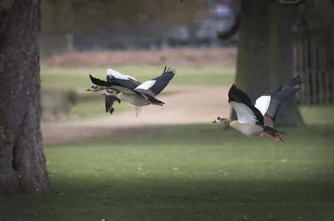 Flying through the park Foto stock