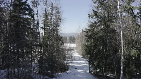 Flying through a pathway of trees in winter low shot Stockbeeldmateriaal 146005134