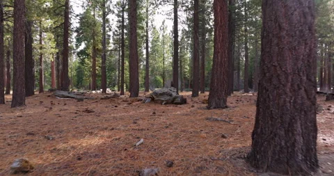 Flying through pine covered forest at ground level with lens flare Stock Footage 329902094