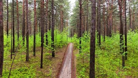 Flying through a pine forest over a sandy path on a cloudy summer day after.. 写真素材