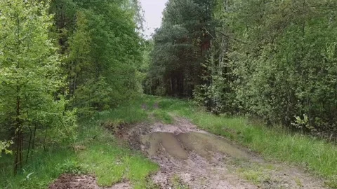 Flying through the pine forest on a quadrocopter among the trees in the sprin Stock Footage 131905556