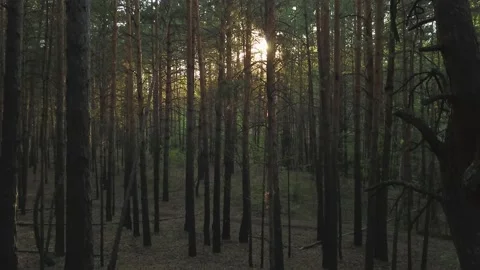 Flying through a pine forest with a view of the sun. Video stock 134335386