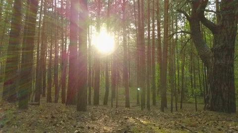 Flying through a pine forest with a view of the sun. Stock Footage 134335428