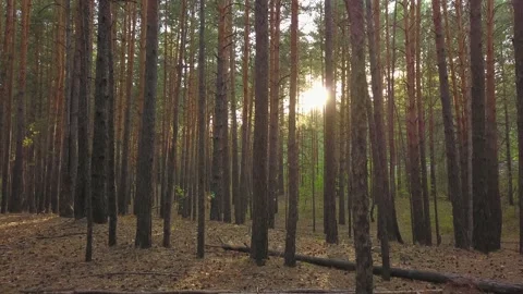 Flying through a pine forest with a view of the sun. Stock Footage 134335584