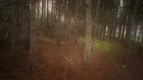 Flying through pine tree forest Stock Footage 11959749