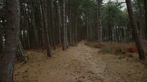 Flying through pine trees. Aerial drone gliding shot of a sunny forest park. Stock Footage 113465158
