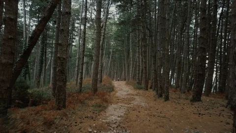 Flying through pine trees. Aerial drone gliding shot of woman with a child walks Stock Footage 113519153