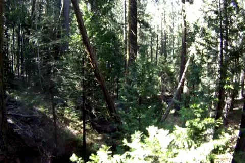 Flying Through The Pines Stock Footage 11279140