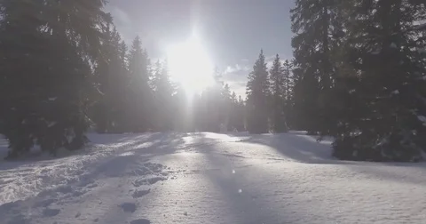Flying through the pines, winter, snow, switzerland Stock Footage 85198723