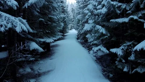 Flying through a pristine snowy forest path. 4K 24FPS. Stock Footage 146757183