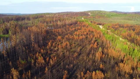 Flying Through Record Forest Fire Aftermath in Lebel-Sur-Quévillon, Québec Video stock 251621074
