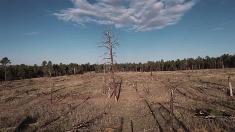 Flying Through Remains of a Forest Fire with Turns 4K Stock Footage 288618707