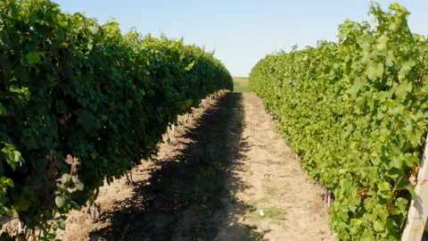 Flying through rows of grapevine - drone moving shot Stock Footage 138228567