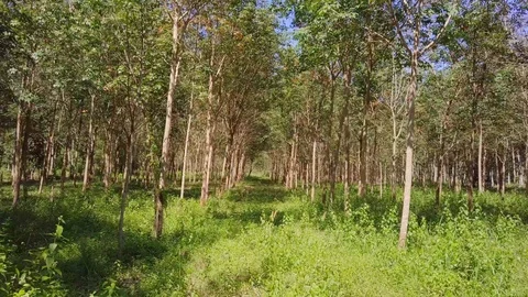 Flying Through Rubber Tree Forest. Aerial Stock Footage 102209357