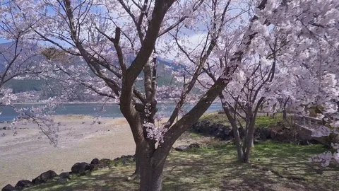 Flying Through Sakura Cherry Blossom Trees, 4K Aerial Japan In Spring Vídeo Stock 81467913
