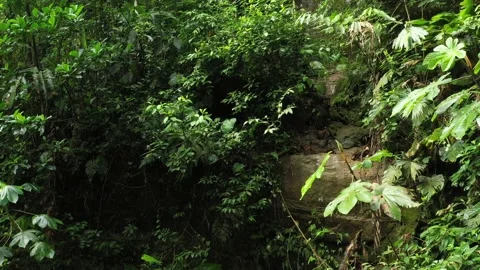 Flying through a small bit of forest in which all leaves are brightly green Stock Footage 142746788