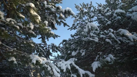 Flying through the snow forest Video stock 231559063