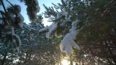 Flying through the snowy branches Video stock 231558940