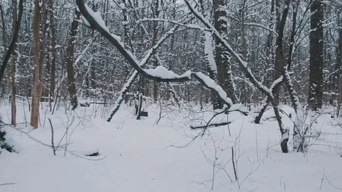 Flying through the snowy forest Stock Footage 70811673