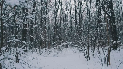 Flying through the snowy forest Stock Footage 70812720