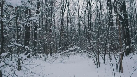 Flying through the snowy forest Stock Footage 70814882