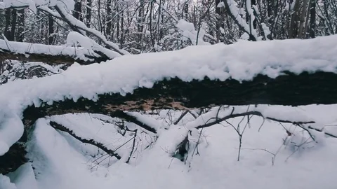Flying through the snowy forest Stock Footage 70815243