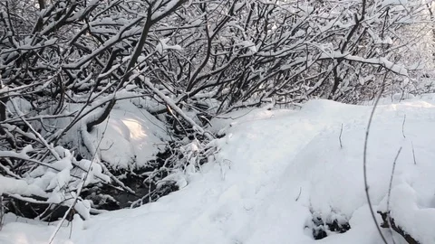 Flying through the snowy forest Stock Footage 89786022