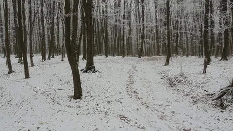 Flying through the snowy forest Stock Footage 100842201