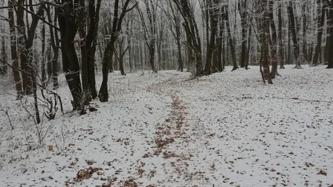 Flying through the snowy forest Video stock 100842203