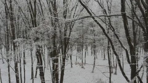 Flying through the snowy forest Video stock 100842206